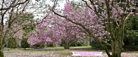 Pictorial Tour of the Memphis Botanic Gardens - House of Sylvestermouse