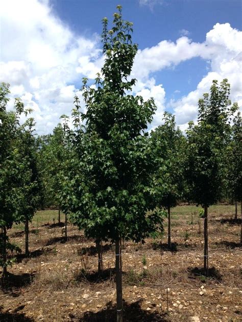 Shade Trees Best For Small Yards ... | Small yard, Shade trees, Backyard