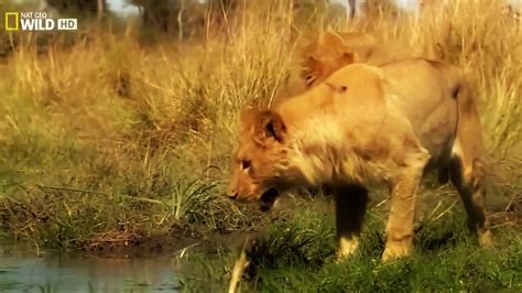 Lions Documentary - Lions Vs Man׃ “Man in a box vs Lions“ - Lions Documentary HD 2016 - YouTube