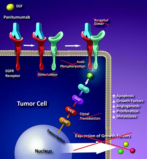 Panitumumab (Vectibix) | American Journal of Neuroradiology