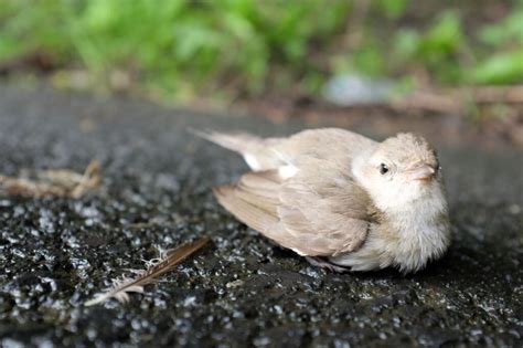 What to do when you find an injured bird – aloropivetcenter