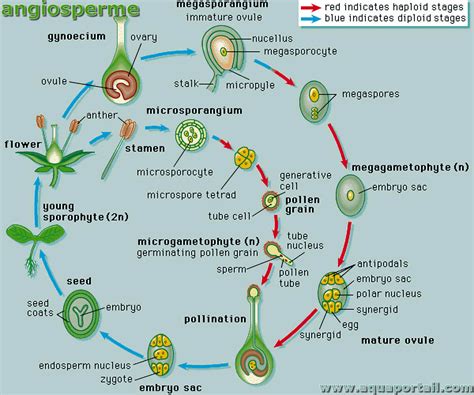 Gamétophyte : définition et explications