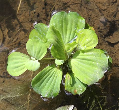 Pistia stratiotes L. | Plants of the World Online | Kew Science