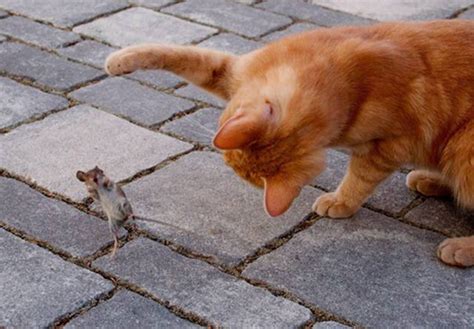 쥐를 놀라게 한 고양이의 공격