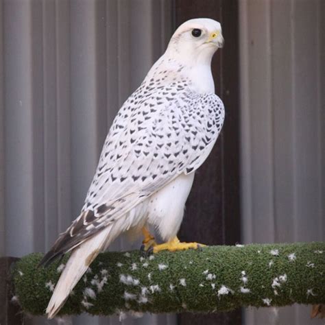 Gyrfalcon – Spain Falconry