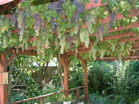 Pin by Michael Riegert on Garden Circkles | Grape arbor, Grape vine trellis, Sustainable garden