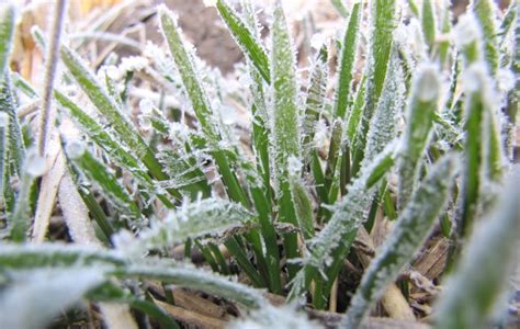 Winter rye cover crop