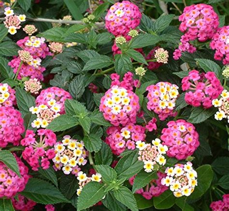 Complete Guide to Lantana: How to Plant & Care for Lantana Plants