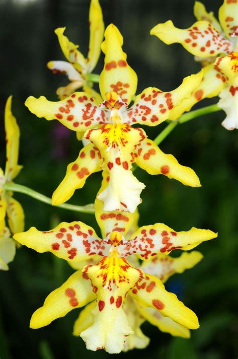 Oncidium hybrid x odontoglossum hambuehren gold – Artofit