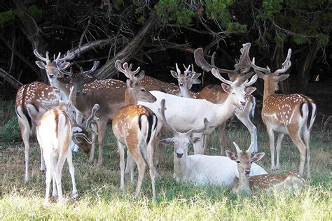 Fallow Deer – Fossil Rim Wildlife Center