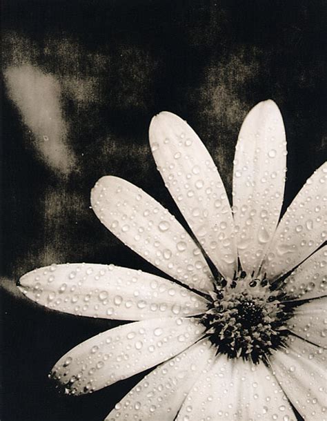 Lith Printing | Photography