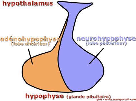 Neurohypophyse : définition et explications