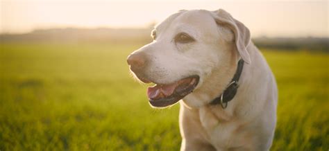 Advances in the treatment of canine arthritis | VisioCare Services