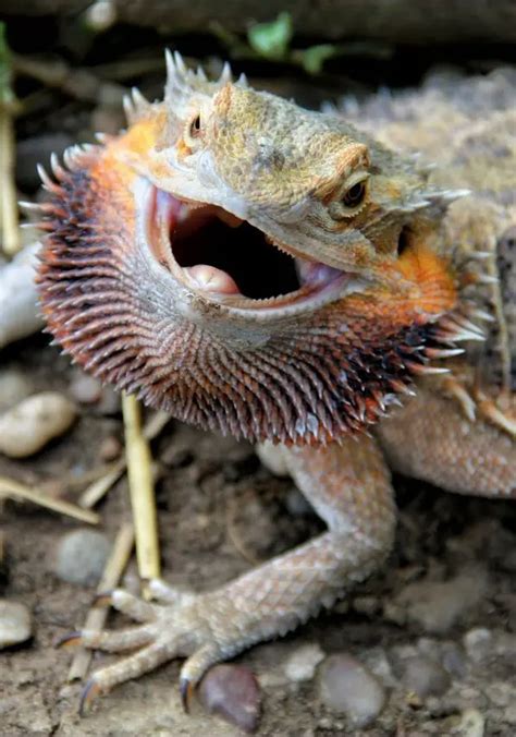 How Big Do Bearded Dragons Get? – The Different Life Stages of Beardies