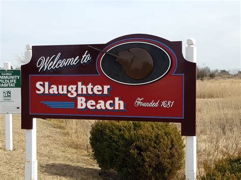 Slaughter Beach in Delaware, horseshoe crabs sanctuary