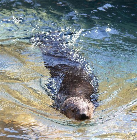 Swimming Sea Otter stock image. Image of mammal, aquarium - 36560273