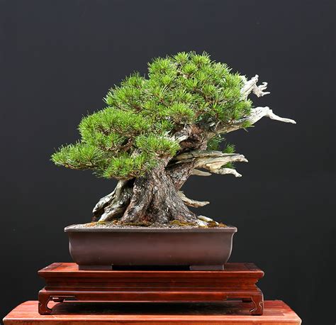 Pin by Вадим Север on бонсай | Bonsai, Bonsai garden, Japanese garden