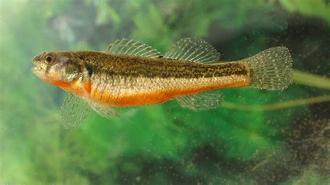 6 Popular Types Of Darter Fish - A-Z Animals