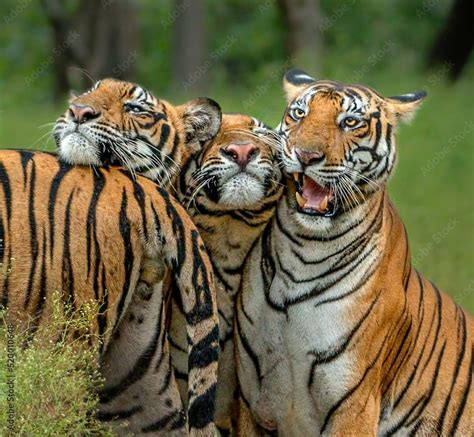 Bengal tiger in forest Stock Photo | Adobe Stock