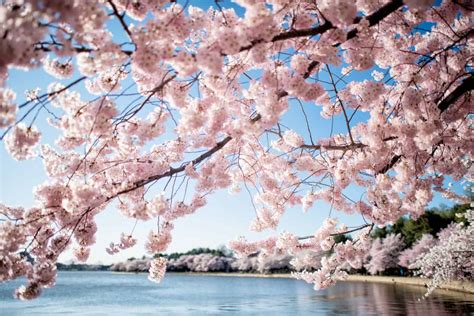 2024 Washington Dc Cherry Blossoms - Kary Sarena