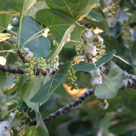 Black Cottonwood - Spencer Creek Nursery