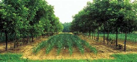 Windbreaks And Shelterbelts: Wind Erosion Control In Farming - WorldAtlas