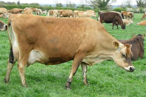 Jersey cattle - Wikipedia | Jersey cattle, Dairy cattle, Dairy cow breeds