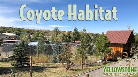 Coyote habitat - YouTube