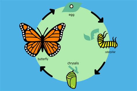 Butterfly Life Cycle Stages | Life Cycle of Butterfly