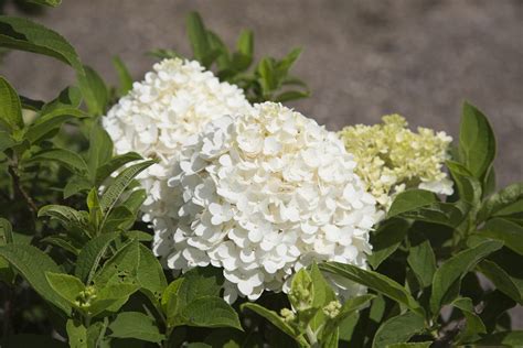 White Wedding Hydrangea | PlantAddicts.com