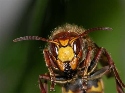 Wasp head stock image. Image of scenic, animal, warrior - 1480093