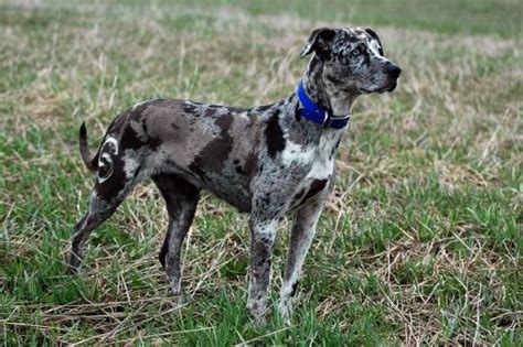 Louisiana Catahoula Leopard Dog | WatchDog | Pinterest | Leopard dog ...