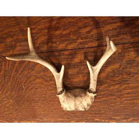 Final Price! Six Point Set of Deer Antlers | Chairish