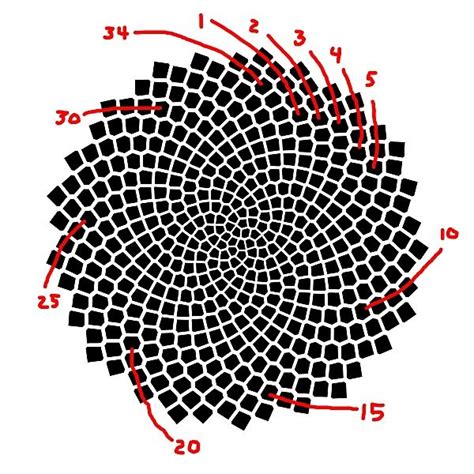 Fibonacci Numbers of Sunflower Seed Spirals – National Museum of Mathematics | Fibonacci ...