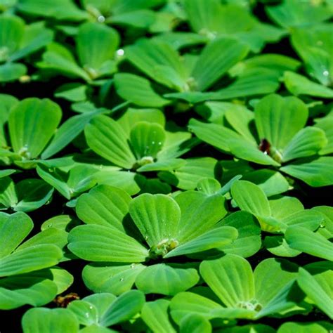 Pistia Stratiotes Nile Cabbage Shellflower Water Cabbage Water