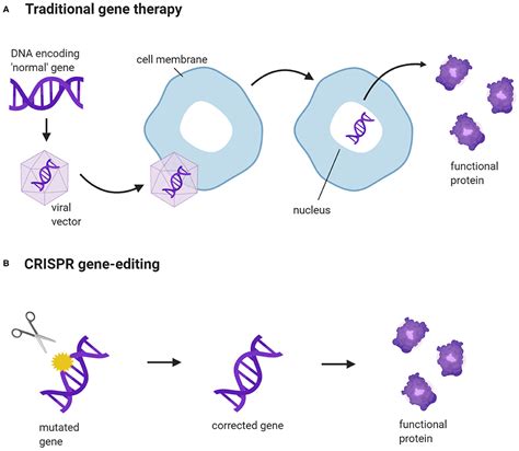 Gene Therapy Editing Series 1 A Brief Introduction To Gene Therapy - Riset