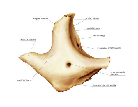 View Anatomy Zygomatic Bone Background