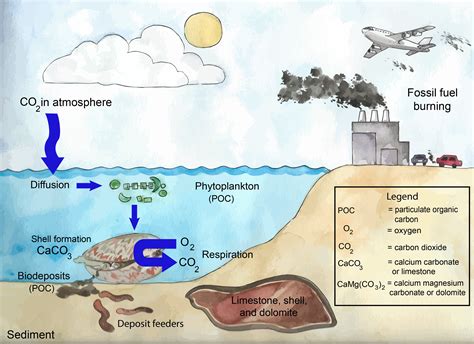 Environmental Benefits - Florida Shellfish Aquaculture Online Resource Guide