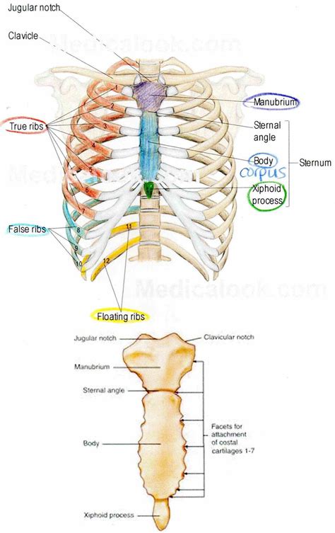 Anatomy Of Sternum And Ribs | MedicineBTG.com