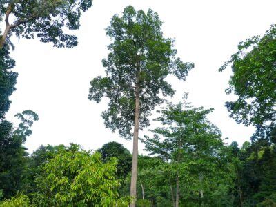 State Tree of Assam | Hollong | Symbol Hunt