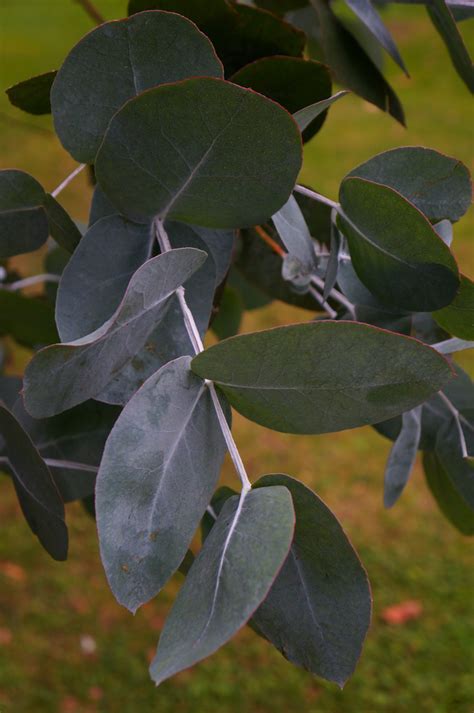 Photo #50945 | Eucalyptus neglecta | plant lust