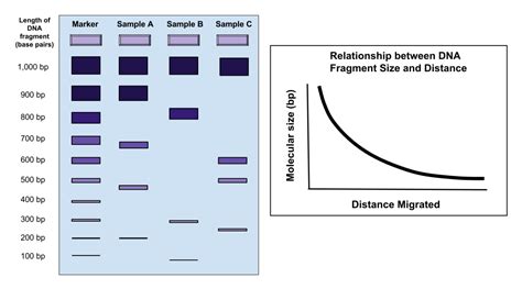 Discovering Genotypes Through Gel Electrophoresis – Youth Medical Journal