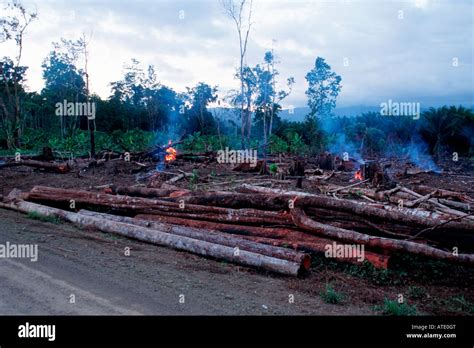 Papua new guinea deforestation hi-res stock photography and images - Alamy