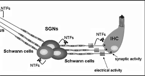 Sources of trophic support for spiral ganglion neurons Spiral ganglion ...