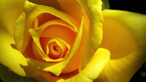 Wallpaper Yellow rose flower close-up, petals, shadow 1600x1200 HD Picture, Image