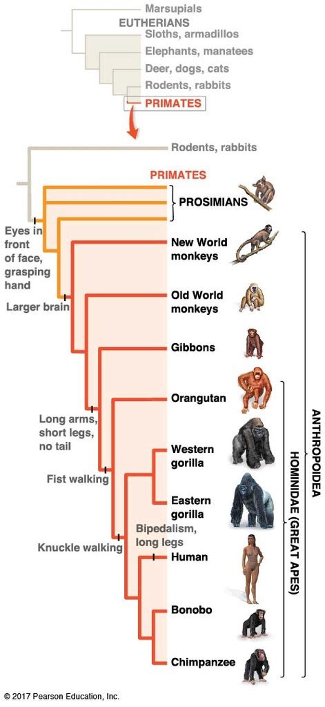 Human Evolution Diagram | Quizlet