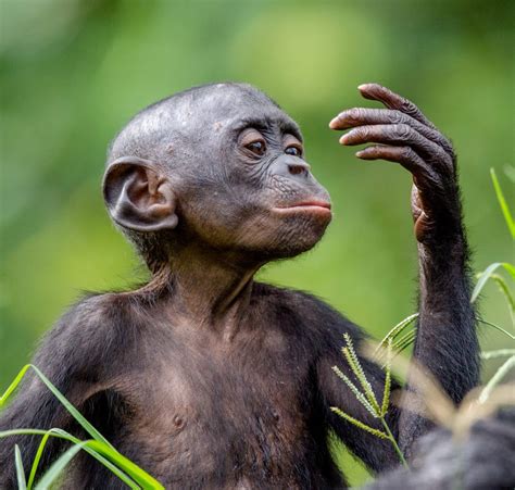 Bonobos en peligro, por Kate Bartlett – Revista Cocktail