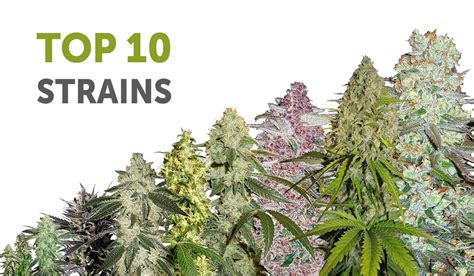 10 Highest THC Cannabis Strains | AllBud