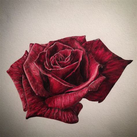 Realistic rose drawing done in colouring pencil | Realistic rose ...