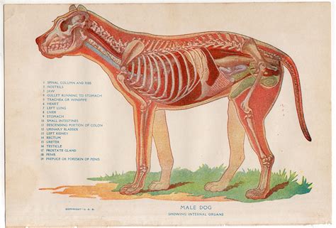 Where Is The Prostate Located On A Male Dog